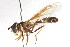  ( - CNC DIPTERA 105544)  @14 [ ] CreativeCommons - Attribution (2011) CNC/CBG Photography Group Centre for Biodiversity Genomics
