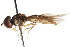  ( - CNC DIPTERA 105545)  @13 [ ] CreativeCommons - Attribution (2011) CNC/CBG Photography Group Centre for Biodiversity Genomics