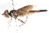  ( - CNC DIPTERA 105546)  @11 [ ] CreativeCommons - Attribution (2011) CNC/CBG Photography Group Centre for Biodiversity Genomics