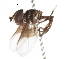  ( - CNC DIPTERA 105593)  @12 [ ] CreativeCommons - Attribution (2011) CNC/CBG Photography Group Centre for Biodiversity Genomics