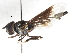  (Pelecinobaccha ida - CNC DIPTERA 105594)  @13 [ ] CreativeCommons - Attribution (2011) CNC/CBG Photography Group Centre for Biodiversity Genomics