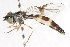  ( - CNC DIPTERA 105597)  @11 [ ] CreativeCommons - Attribution (2011) CNC/CBG Photography Group Centre for Biodiversity Genomics