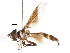  ( - CNC DIPTERA 105598)  @11 [ ] CreativeCommons - Attribution (2011) CNC/CBG Photography Group Centre for Biodiversity Genomics