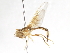  ( - CNC DIPTERA 105599)  @11 [ ] CreativeCommons - Attribution (2011) CNC/CBG Photography Group Centre for Biodiversity Genomics