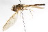  ( - CNC DIPTERA 105600)  @11 [ ] CreativeCommons - Attribution (2011) CNC/CBG Photography Group Centre for Biodiversity Genomics