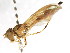 ( - CNC DIPTERA 105601)  @13 [ ] CreativeCommons - Attribution (2011) CNC/CBG Photography Group Centre for Biodiversity Genomics