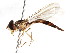  (Victoriana melanorrhinus - CNC DIPTERA 105602)  @11 [ ] CreativeCommons - Attribution (2011) CNC/CBG Photography Group Centre for Biodiversity Genomics