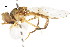 ( - CNC DIPTERA 105605)  @11 [ ] CreativeCommons - Attribution (2011) CNC/CBG Photography Group Centre for Biodiversity Genomics