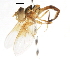  ( - CNC DIPTERA 105606)  @11 [ ] CreativeCommons - Attribution (2011) CNC/CBG Photography Group Centre for Biodiversity Genomics