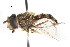  ( - CNC DIPTERA 105607)  @13 [ ] CreativeCommons - Attribution (2011) CNC/CBG Photography Group Centre for Biodiversity Genomics