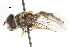  ( - CNC DIPTERA 105608)  @12 [ ] CreativeCommons - Attribution (2011) CNC/CBG Photography Group Centre for Biodiversity Genomics