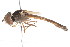  ( - CNC DIPTERA 105622)  @11 [ ] CreativeCommons - Attribution (2011) CNC/CBG Photography Group Centre for Biodiversity Genomics