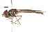  ( - CNC DIPTERA 105623)  @11 [ ] CreativeCommons - Attribution (2011) CNC/CBG Photography Group Centre for Biodiversity Genomics