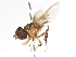  (Hybobathus flavipennis - CNC DIPTERA 105625)  @11 [ ] CreativeCommons - Attribution (2011) CNC/CBG Photography Group Centre for Biodiversity Genomics