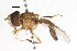 ( - CNC DIPTERA 105627)  @11 [ ] CreativeCommons - Attribution (2011) CNC/CBG Photography Group Centre for Biodiversity Genomics