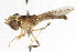  ( - CNC DIPTERA 105628)  @11 [ ] CreativeCommons - Attribution (2011) CNC/CBG Photography Group Centre for Biodiversity Genomics