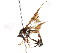  ( - CNC DIPTERA 105630)  @11 [ ] CreativeCommons - Attribution (2011) CNC/CBG Photography Group Centre for Biodiversity Genomics