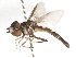  ( - CNC DIPTERA 105631)  @11 [ ] CreativeCommons - Attribution (2011) CNC/CBG Photography Group Centre for Biodiversity Genomics