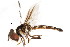  ( - CNC DIPTERA 105632)  @11 [ ] CreativeCommons - Attribution (2011) CNC/CBG Photography Group Centre for Biodiversity Genomics