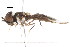 (Ocyptamus gastrostactus - CNC DIPTERA 105633)  @13 [ ] CreativeCommons - Attribution (2011) CNC/CBG Photography Group Centre for Biodiversity Genomics