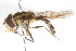  ( - CNC DIPTERA 105634)  @11 [ ] CreativeCommons - Attribution (2011) CNC/CBG Photography Group Centre for Biodiversity Genomics