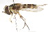 (Ocyptamus lautus - CNC DIPTERA 105635)  @11 [ ] CreativeCommons - Attribution (2011) CNC/CBG Photography Group Centre for Biodiversity Genomics