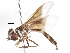  (Ocyptamus leucopodus - CNC DIPTERA 105636)  @11 [ ] CreativeCommons - Attribution (2011) CNC/CBG Photography Group Centre for Biodiversity Genomics