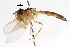  ( - CNC DIPTERA 105637)  @11 [ ] CreativeCommons - Attribution (2011) CNC/CBG Photography Group Centre for Biodiversity Genomics