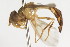  ( - CNC DIPTERA 105638)  @13 [ ] CreativeCommons - Attribution (2011) CNC/CBG Photography Group Centre for Biodiversity Genomics