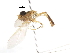  (Hybobathus norina - CNC DIPTERA 105641)  @11 [ ] CreativeCommons - Attribution (2011) CNC/CBG Photography Group Centre for Biodiversity Genomics