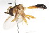  (Mimocalla nymphaea - CNC DIPTERA 105642)  @11 [ ] CreativeCommons - Attribution (2011) CNC/CBG Photography Group Centre for Biodiversity Genomics