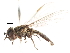  ( - CNC DIPTERA 105715)  @13 [ ] CreativeCommons - Attribution (2011) CNC/CBG Photography Group Centre for Biodiversity Genomics
