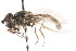  ( - CNC DIPTERA 105718)  @11 [ ] CreativeCommons - Attribution (2011) CNC/CBG Photography Group Centre for Biodiversity Genomics