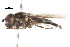  ( - CNC DIPTERA 105719)  @12 [ ] CreativeCommons - Attribution (2011) CNC/CBG Photography Group Centre for Biodiversity Genomics