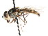  ( - CNC DIPTERA 105720)  @11 [ ] CreativeCommons - Attribution (2011) CNC/CBG Photography Group Centre for Biodiversity Genomics
