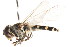  ( - CNC DIPTERA 105722)  @12 [ ] CreativeCommons - Attribution (2011) CNC/CBG Photography Group Centre for Biodiversity Genomics