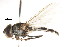  ( - CNC DIPTERA 105724)  @11 [ ] CreativeCommons - Attribution (2011) CNC/CBG Photography Group Centre for Biodiversity Genomics