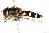  ( - CNC DIPTERA 105725)  @11 [ ] CreativeCommons - Attribution (2011) CNC/CBG Photography Group Centre for Biodiversity Genomics