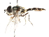  ( - CNC DIPTERA 105727)  @11 [ ] CreativeCommons - Attribution (2011) CNC/CBG Photography Group Centre for Biodiversity Genomics
