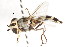  ( - CNC DIPTERA 105728)  @11 [ ] CreativeCommons - Attribution (2011) CNC/CBG Photography Group Centre for Biodiversity Genomics