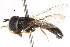  (Paragus marshalli - CNC DIPTERA 105736)  @13 [ ] CreativeCommons - Attribution (2011) CNC/CBG Photography Group Centre for Biodiversity Genomics