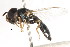  (Paragus rufocinctus - CNC DIPTERA 105741)  @11 [ ] CreativeCommons - Attribution (2011) CNC/CBG Photography Group Centre for Biodiversity Genomics