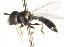  ( - CNC DIPTERA 105742)  @12 [ ] CreativeCommons - Attribution (2011) CNC/CBG Photography Group Centre for Biodiversity Genomics