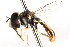  ( - CNC DIPTERA 105743)  @12 [ ] CreativeCommons - Attribution (2011) CNC/CBG Photography Group Centre for Biodiversity Genomics