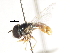  ( - CNC DIPTERA 105744)  @11 [ ] CreativeCommons - Attribution (2011) CNC/CBG Photography Group Centre for Biodiversity Genomics