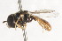  ( - CNC DIPTERA 105745)  @11 [ ] CreativeCommons - Attribution (2011) CNC/CBG Photography Group Centre for Biodiversity Genomics