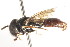  ( - CNC DIPTERA 105746)  @11 [ ] CreativeCommons - Attribution (2011) CNC/CBG Photography Group Centre for Biodiversity Genomics