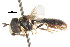  ( - CNC DIPTERA 105747)  @11 [ ] CreativeCommons - Attribution (2011) CNC/CBG Photography Group Centre for Biodiversity Genomics