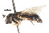  ( - CNC DIPTERA 105748)  @11 [ ] CreativeCommons - Attribution (2011) CNC/CBG Photography Group Centre for Biodiversity Genomics