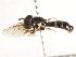  (Paragus antoinettae - CNC DIPTERA 105752)  @12 [ ] CreativeCommons - Attribution (2011) CNC/CBG Photography Group Centre for Biodiversity Genomics